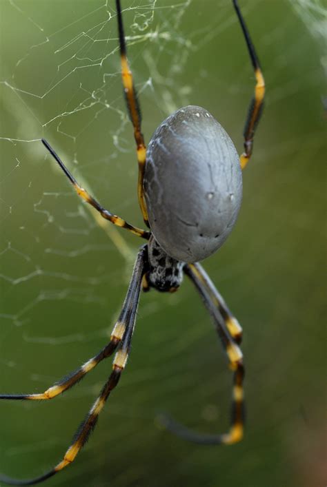 are golden orb spiders dangerous.